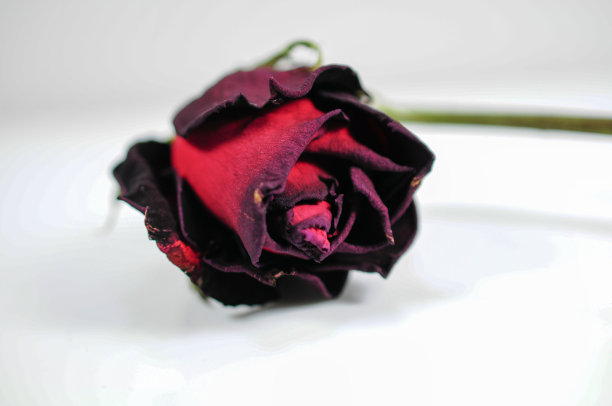 枯萎的玫瑰。图片下载