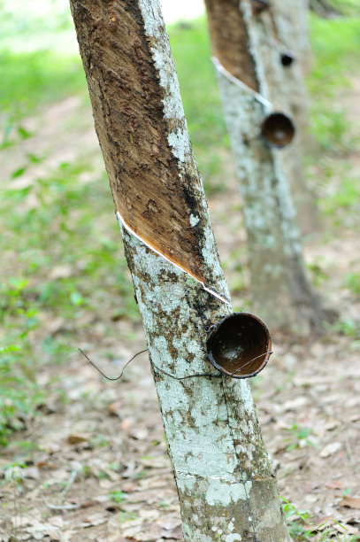 采伐橡胶树图片下载