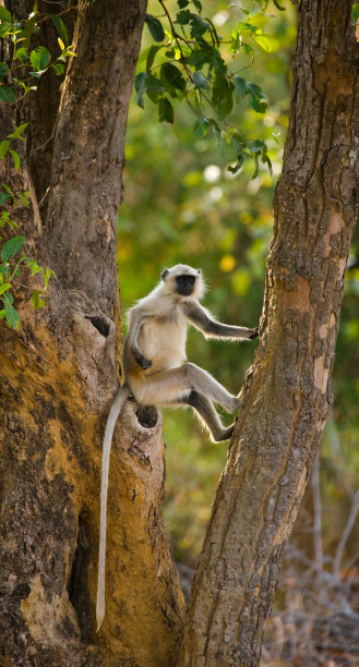 叶猴坐在树上。图片下载