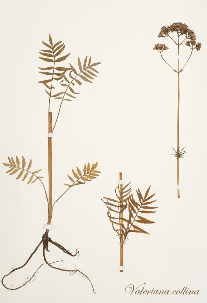 干植物缬草图片下载