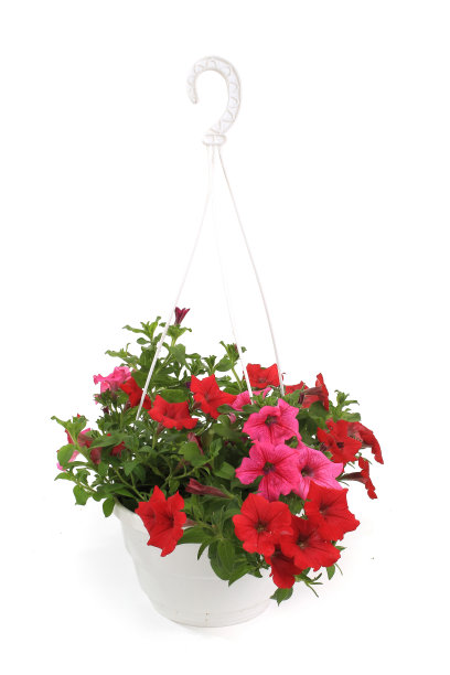 佩妮是喇叭状的图片下载