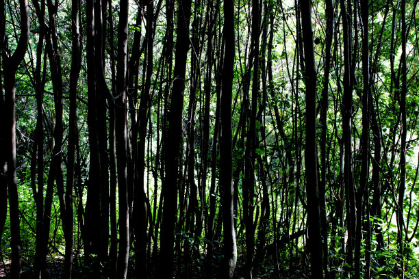 洛贝尔瓦尔德图片下载