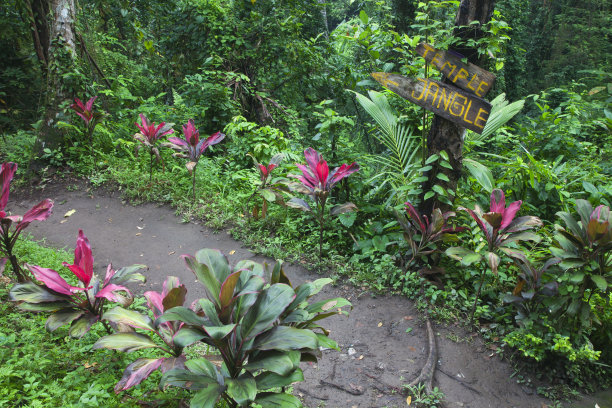 在丛林小路上指向木制标志图片下载