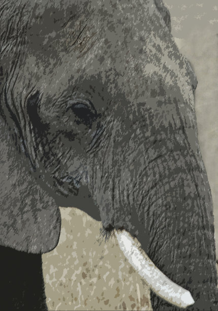 非洲象图片下载