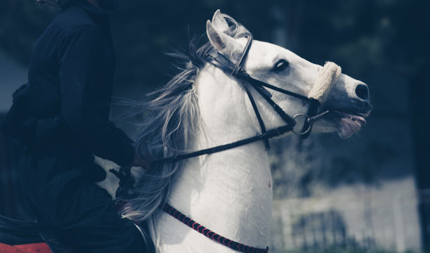 马和新郎图片下载