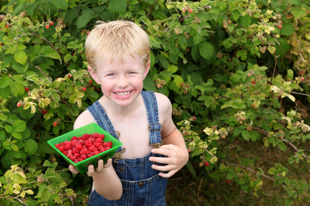 小男孩在摘树莓图片下载