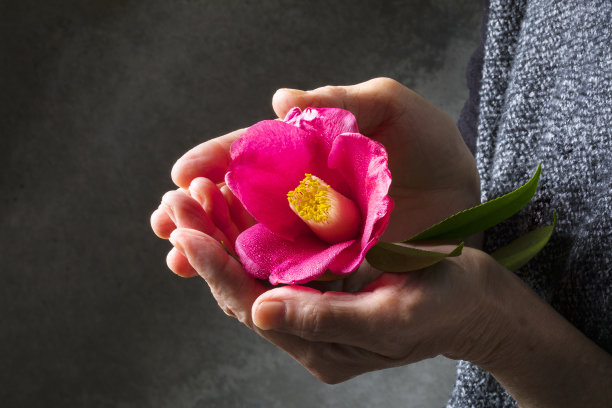 老姑娘的手和山茶花图片下载