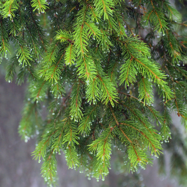 森林中的雨图片下载