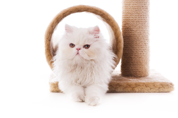 漂亮的猫图片下载