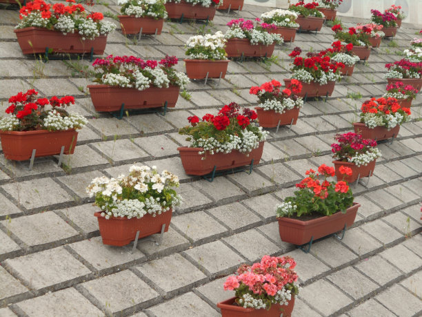挡土墙上，有红色、白色和粉红色的天竺葵，花盆里长着甜甜的香参图片下载