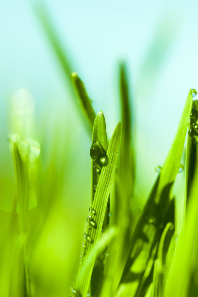 草地上的水滴图片下载