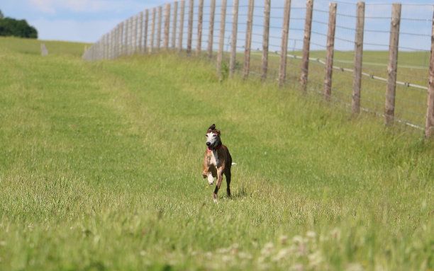 花园中的恶狗图片下载