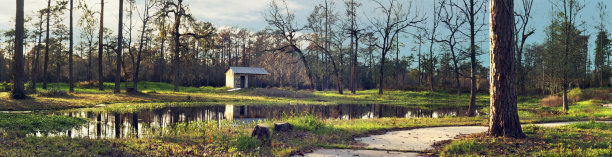 森林全景图休斯顿，德克萨斯州，美国图片下载
