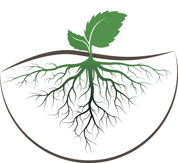 有根的发芽树图片下载