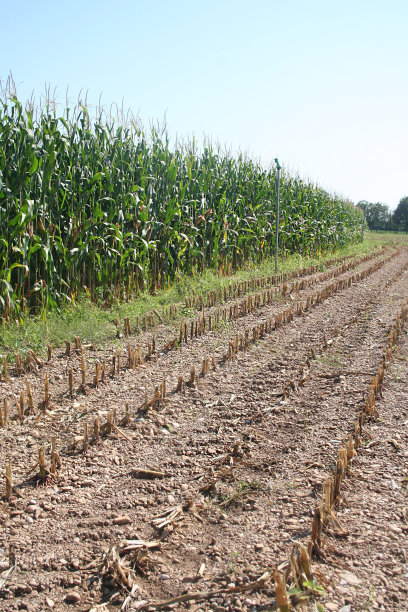 收获玉米田图片下载
