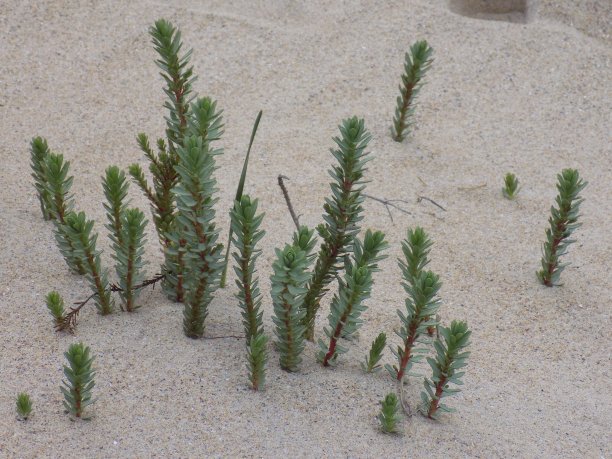 海滩上神奇的植物图片下载