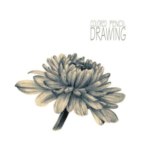 春花插图图片下载