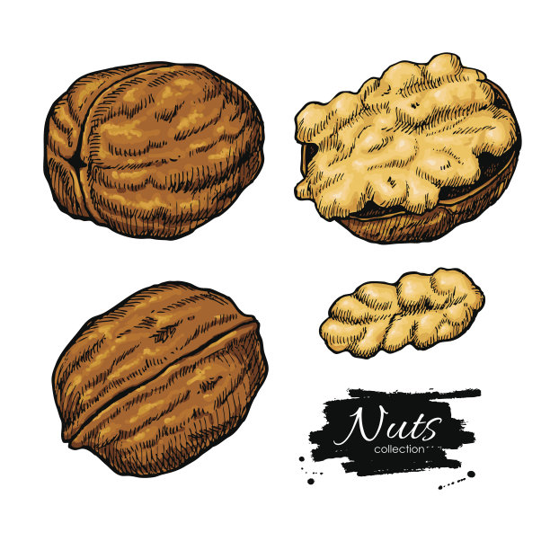 核桃坚果矢量手绘插图。艺术七彩速写食品素材图片