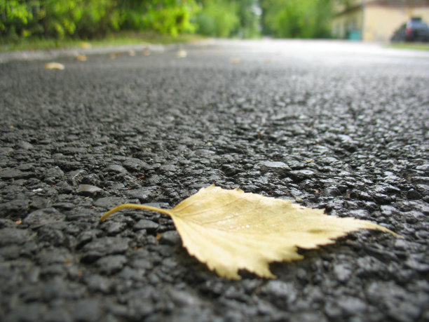 秋天的叶子图片下载