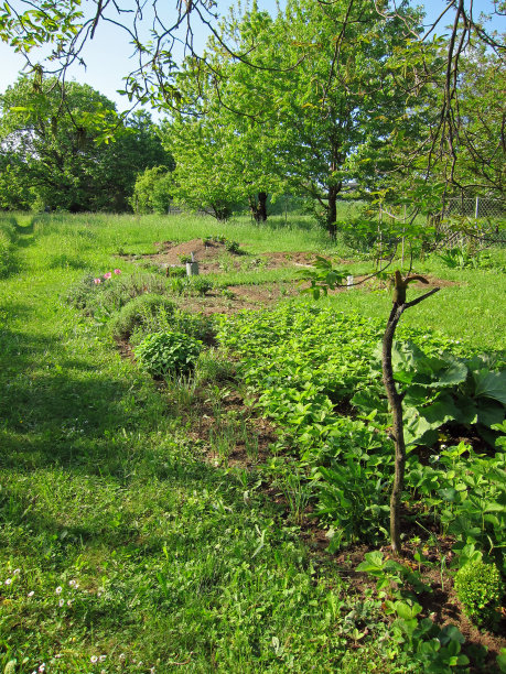 菜园图片下载