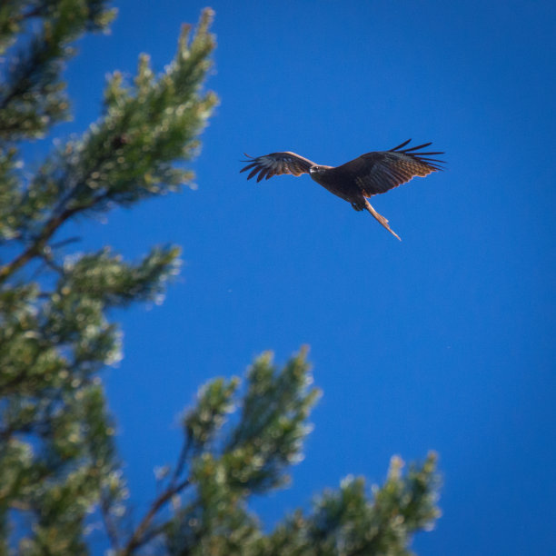 黑色的风筝，展翅飞翔在蓝天之上的松树顶枝上图片下载