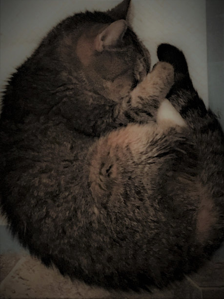 克洛伊图片下载