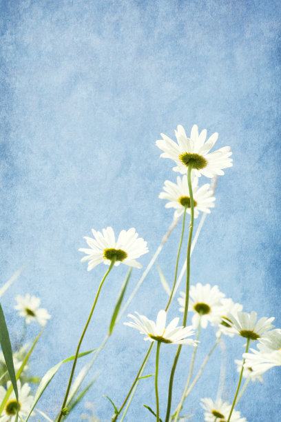 甘菊映衬着蓝天。图片下载