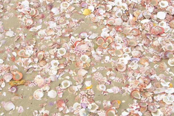 越南的海滩上有很多贝壳图片下载