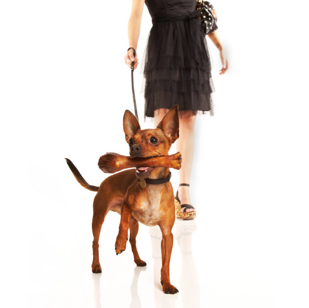 可爱的吉娃娃在皮带和巨大的骨头在他的嘴图片下载