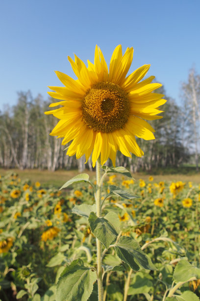 向日葵图片下载