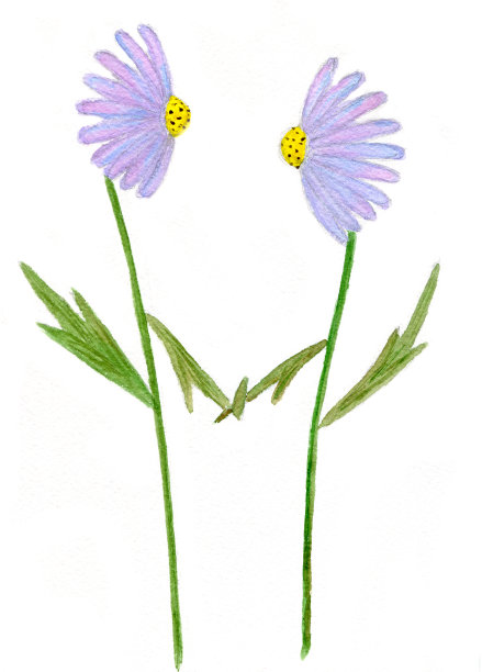 两个flowrs图片下载