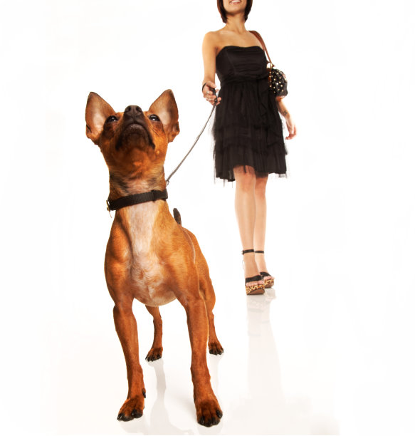 可爱的貂毛吉娃娃被牵着狗绳走，向上看图片下载