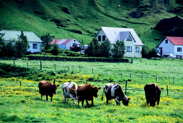 冰岛的农业图片下载