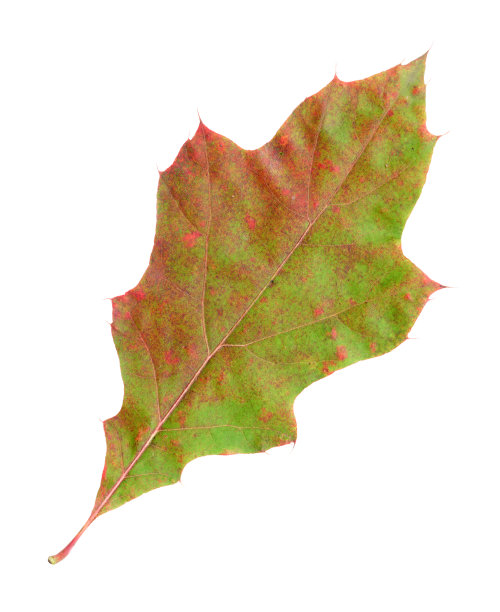 秋天的叶子是一棵红橡树，顶端表面图片下载