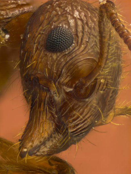 迈尔米卡蚂蚁图片下载