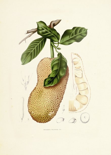 Cempedak |古董植物插图图片下载
