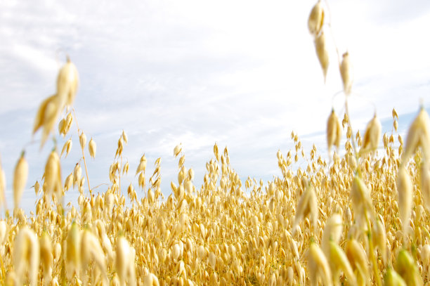 金燕麦田图片下载