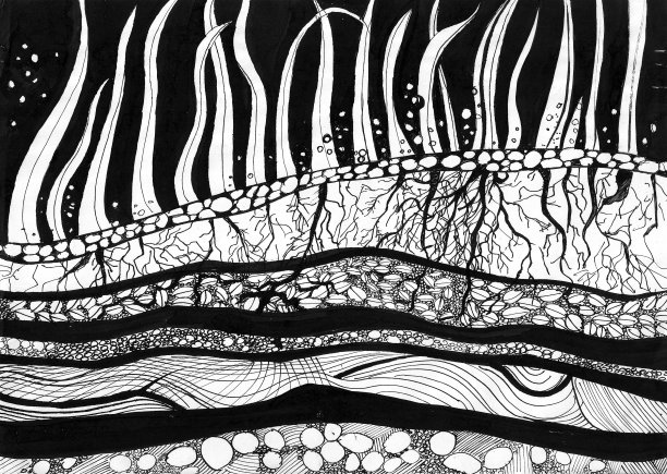 原画，艺术品，地面横截面草，根和种子图片下载