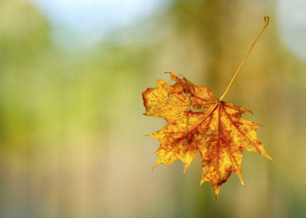 秋天的叶子图片下载