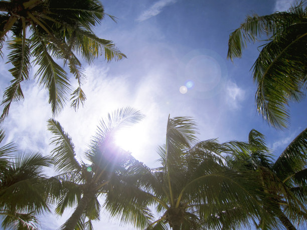 棕榈树的天空图片下载