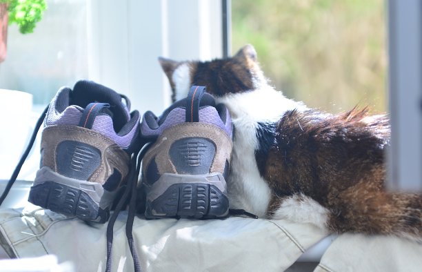 猫和鞋子图片下载