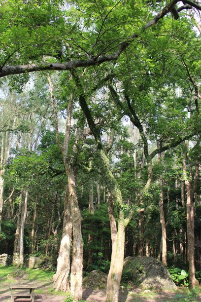 强壮的大树，香港图片下载