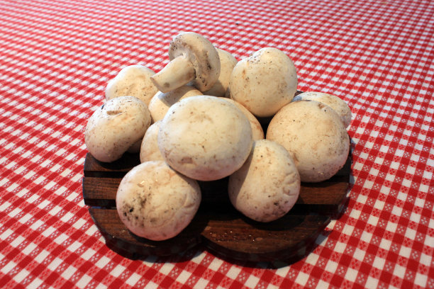 蘑菇永远图片下载