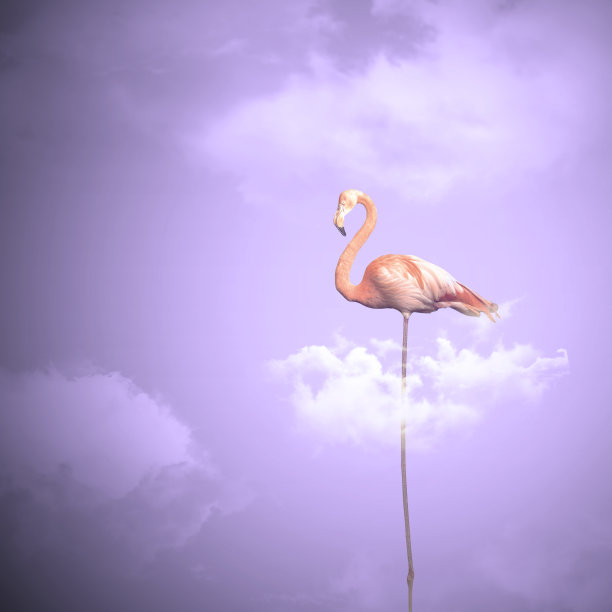 一朵云上的粉红火烈鸟——玫瑰凤凰图片下载