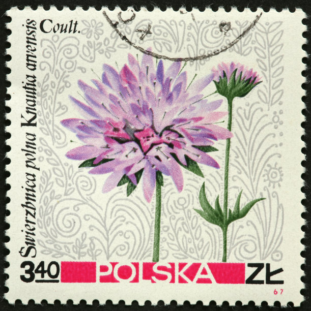 邮票上的紫蓟花图片下载