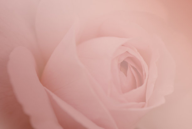 玫瑰柔和的背景，英国玫瑰图片下载