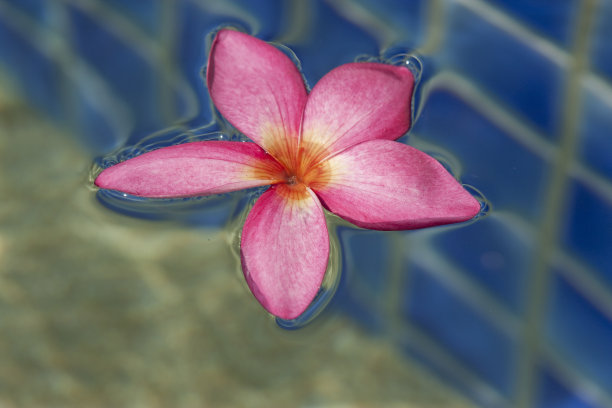 粉红色的鸡蛋花在水中图片下载