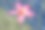 粉红色的鸡蛋花在水中图片下载