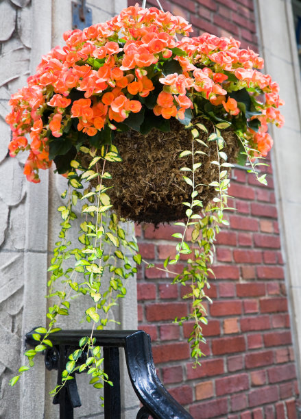 悬挂花盆，橙色花瓣，淡绿色叶子图片下载