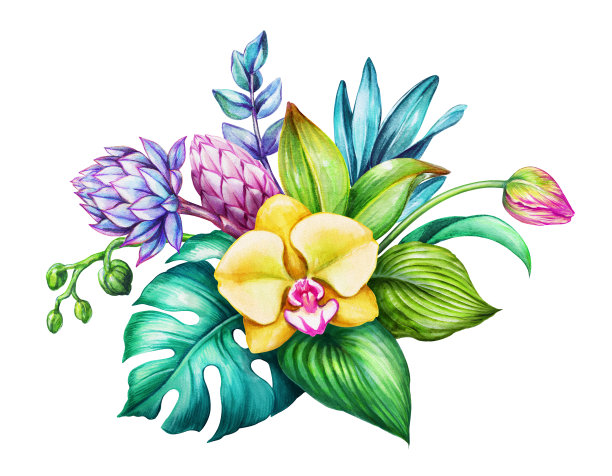 水彩花卉插图，异国情调的自然，热带花束，兰花，绿叶，孤立在白色的背景图片下载